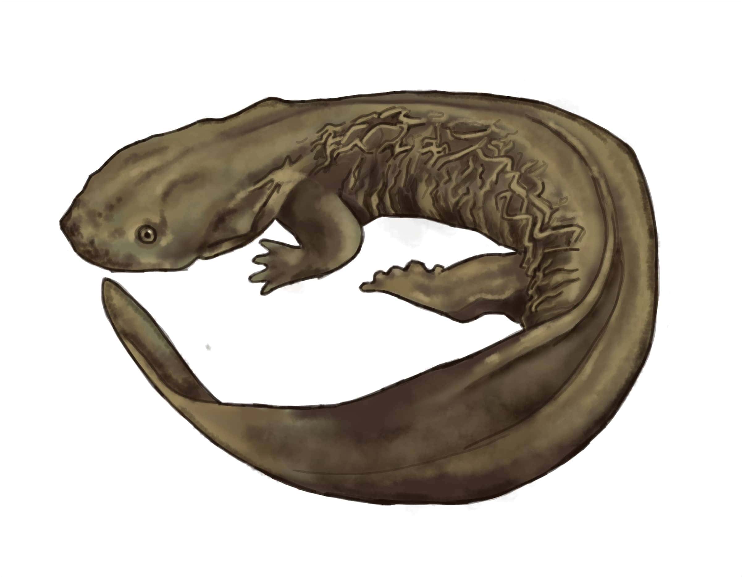 Hellbender salamander illustration