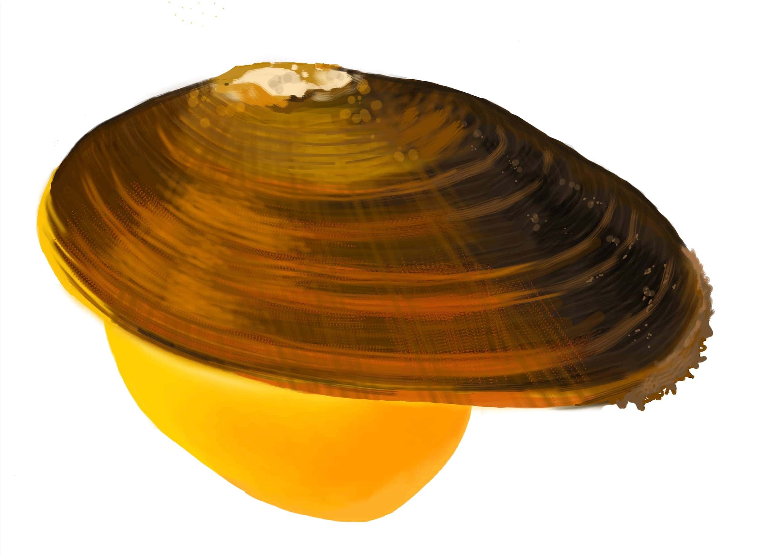 Illustration of a freshwater mussel