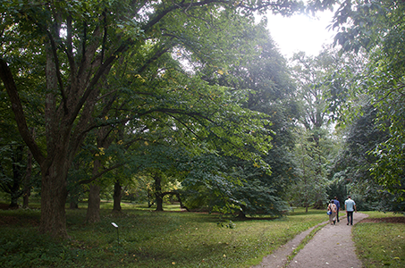 A path wonds through a lush grove of trees in Arnold Arboretum.
