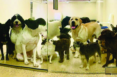 A group of dogs playing in an indoor space