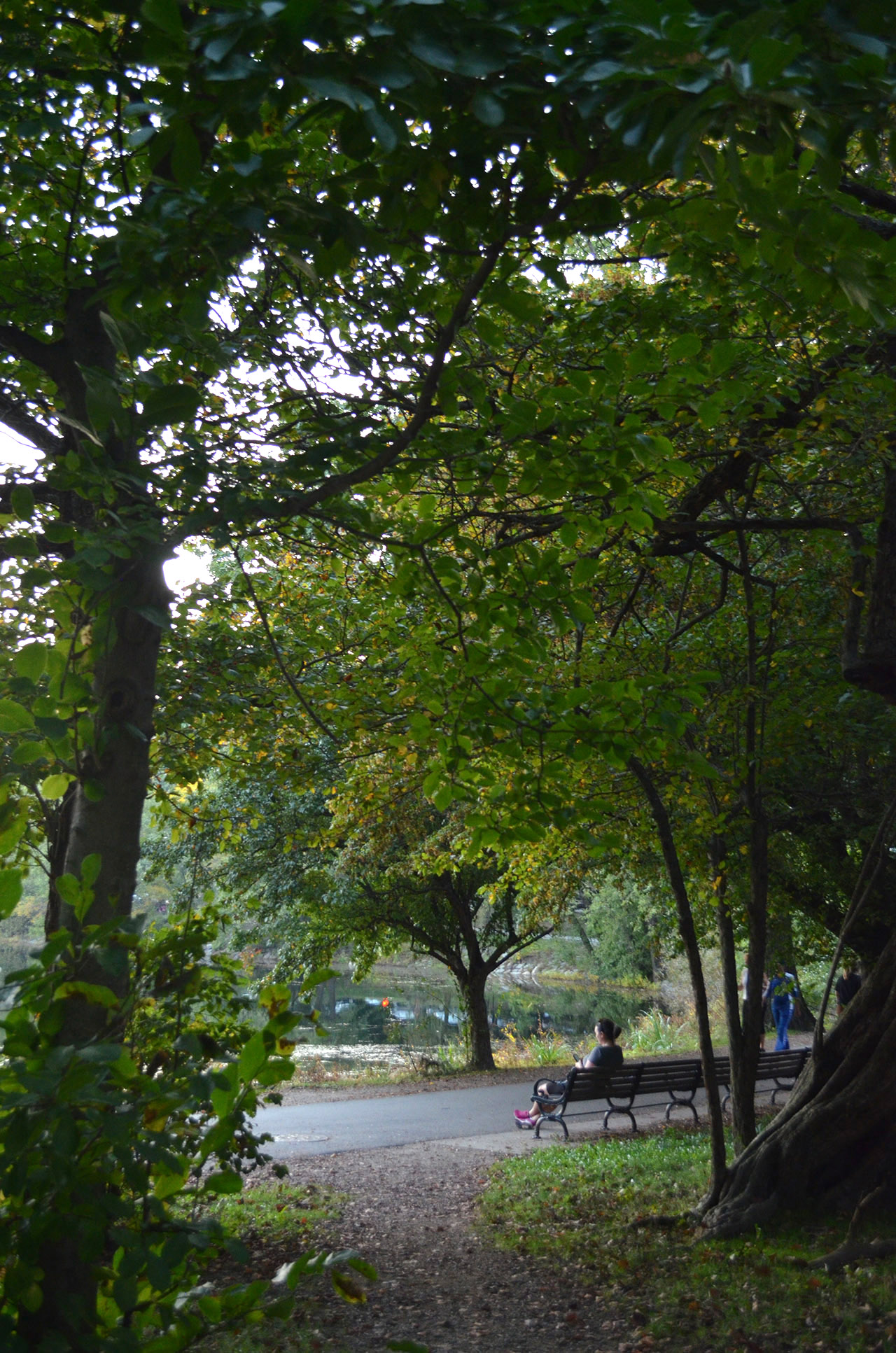 A woman on a bench in a scenic, green park surrounding by trees